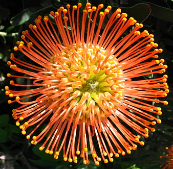 Vibrant Orange Pincushion Protea Flower Close-Up