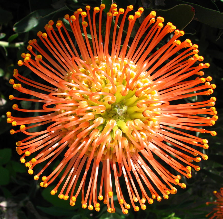 Vibrant Orange Pincushion Protea Flower Close-Up
