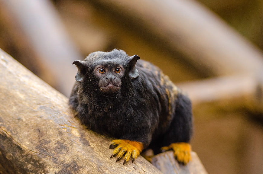 Close-up of Pygmy Marmoset on Tree Branch