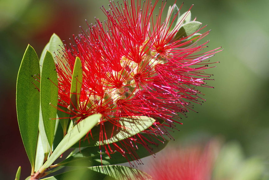 Vibrant Red Bottlebrush Flower Close-Up with Green Leaves