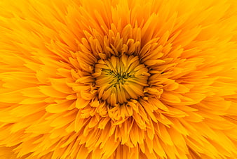 Close-up of vibrant orange gerbera daisy flower petals