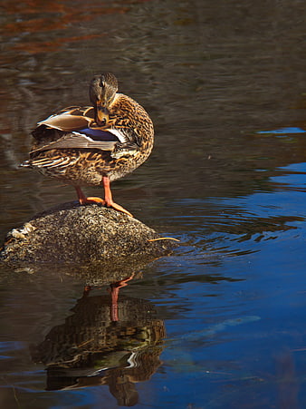 Mallard Duck Preening on Rock in Water