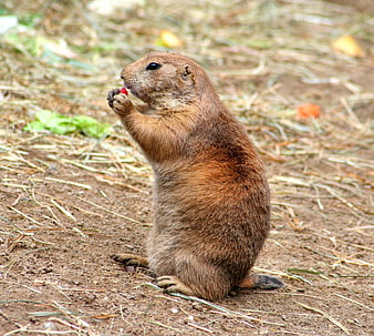 Prairie Dog Eating Red Berry on Dirt Ground