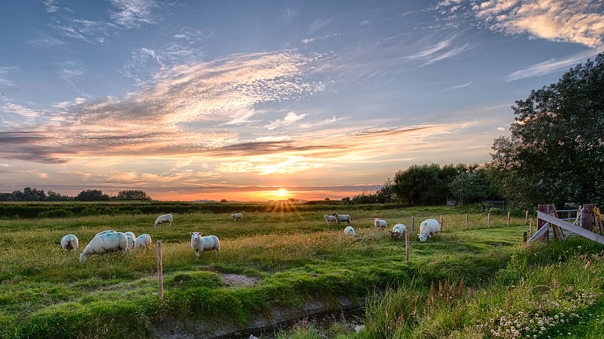 Sheep grazing in green pasture at sunset