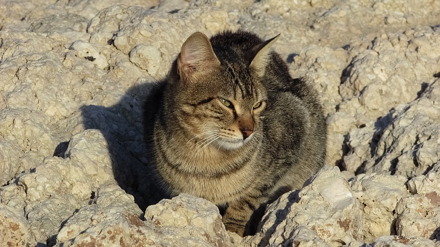 Tabby cat resting on rocky terrain in bright sunlight