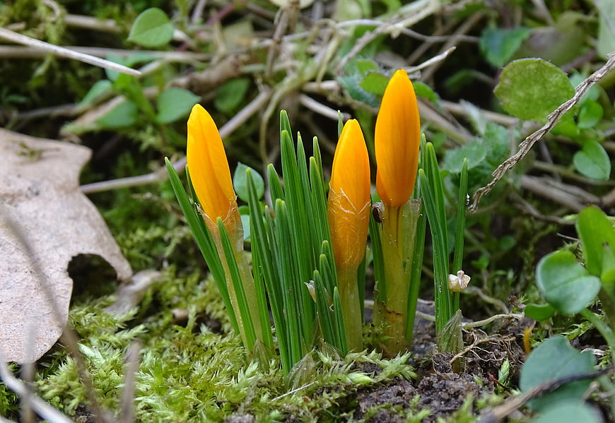 Yellow Crocus Flowers Emerging from Mossy Forest Floor
