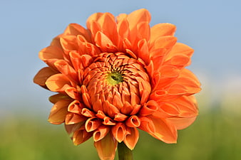 Vibrant Orange Dahlia Flower Close Up Against Blue Sky