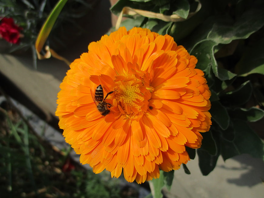 Honeybee Pollinating Vibrant Orange Calendula Flower