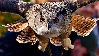 Close-up of a Great Horned Owl in Flight