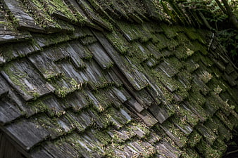 Close-up of mossy weathered wooden roof shingles texture