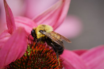 Macro shot of bumblebee on pink coneflower