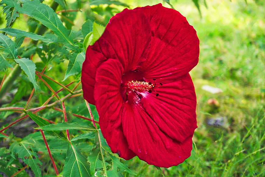 Vibrant Red Hibiscus Flower in Green Garden