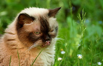 Close-up portrait of a British Shorthair cat in a green garden