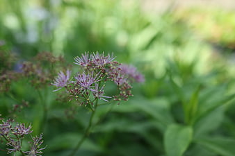 Close-up of purple Thalictrum meadow rue flowers in garden