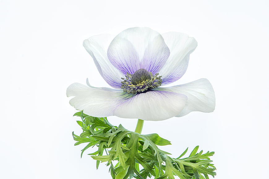 White Anemone Flower with Purple Center on White Background