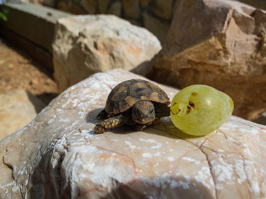 Small tortoise next to a green grape on a rock