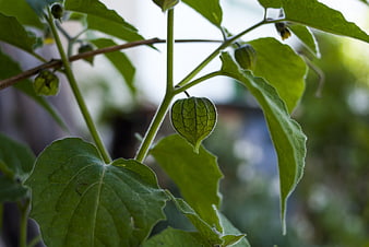Close-up of green physalis fruit on a leafy plant