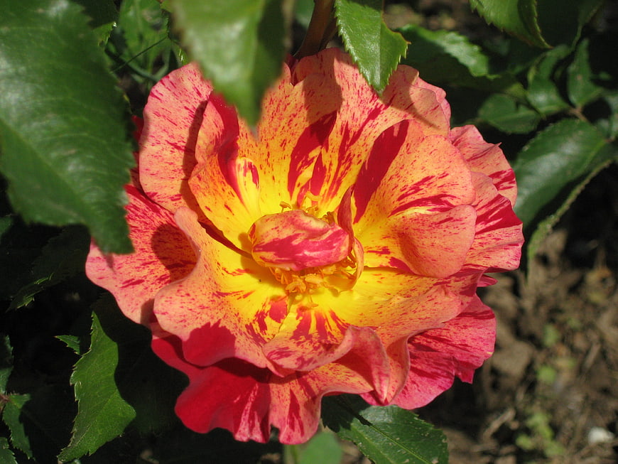 Vibrant Red and Yellow Speckled Rose Bloom Close-Up
