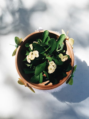 Top View of Potted Crown of Thorns with Decorative Butterflies
