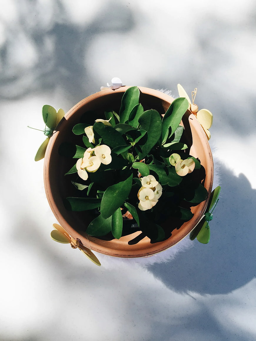 Top View of Potted Crown of Thorns with Decorative Butterflies