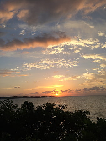 Dramatic sunset over ocean with silhouetted foliage foreground
