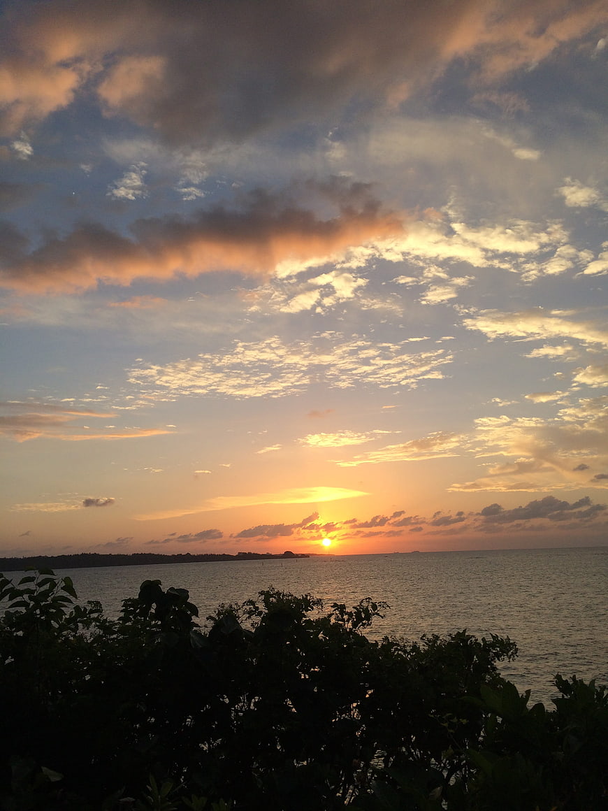 Dramatic sunset over ocean with silhouetted foliage foreground