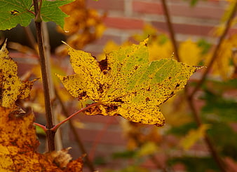 Close-up of yellow autumn maple leaf with brown spots