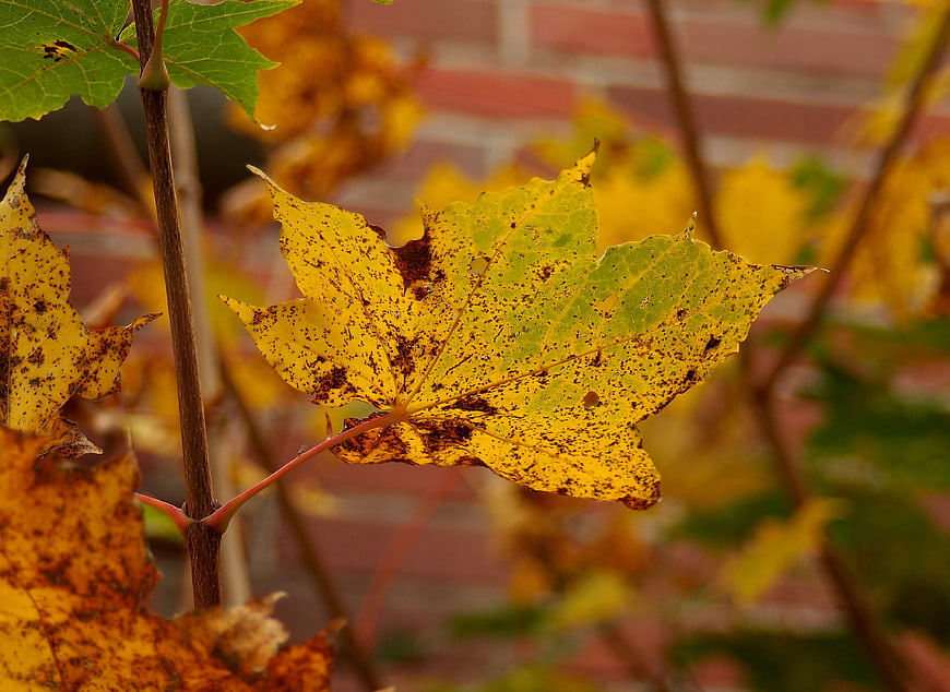Close-up of yellow autumn maple leaf with brown spots