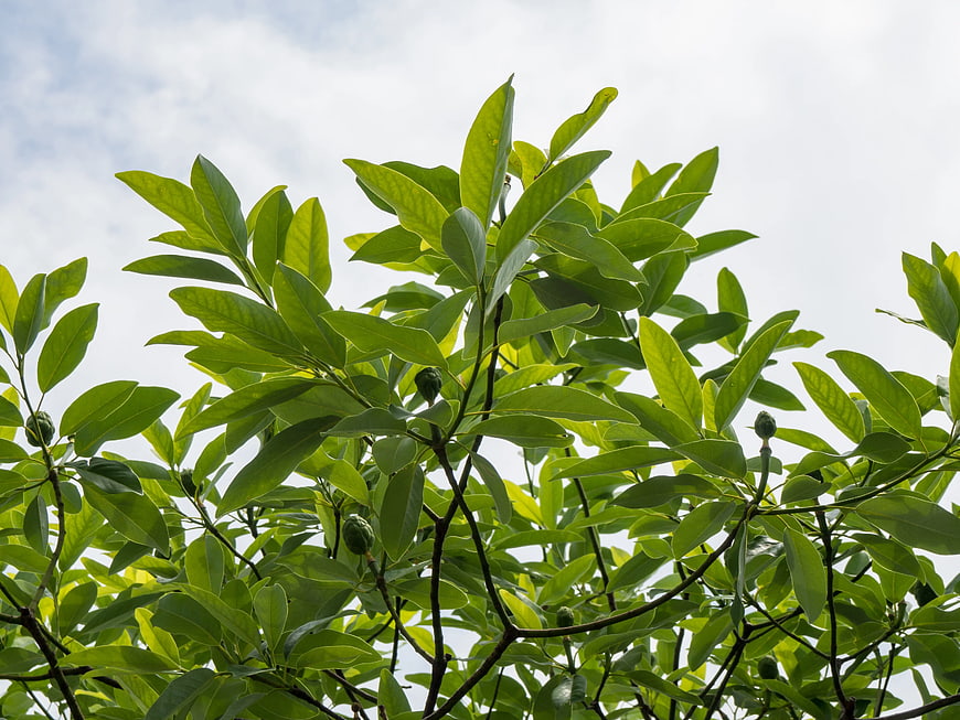 Green Magnolia Leaves and Buds Against Sky
