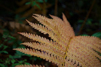 Close-up of golden autumn fern frond in forest