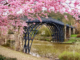 Pink Cherry Blossoms Framing Historic Iron Bridge Over River