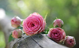 Pink Roses on Weathered Wooden Fence in Garden