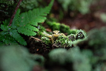 Small Green Frog on Mossy Log in Forest