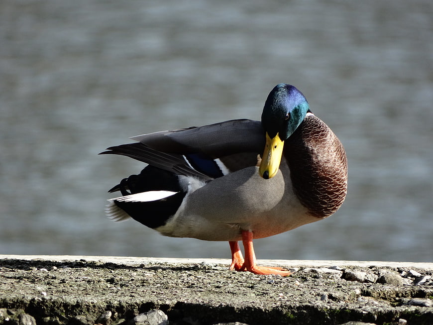Male Mallard Duck Preening on Concrete Edge