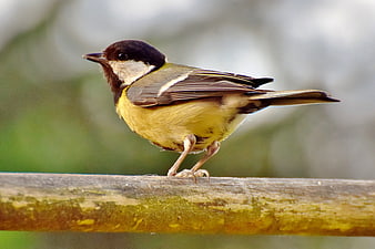 Great Tit Perched On A Weathered Wooden Branch In A Garden