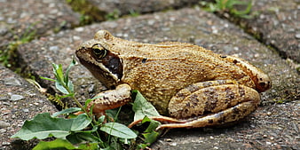 Close-up of a brown frog on stone with green plants