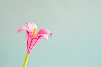 Pink Origami Lily on Pastel Blue Background