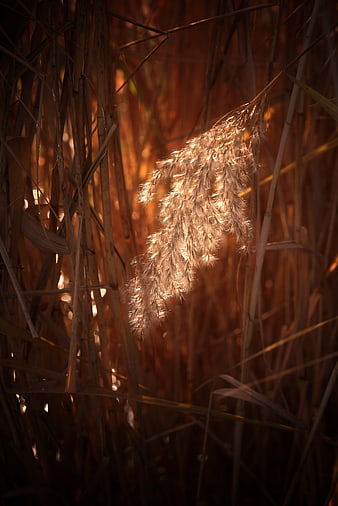 Golden Backlit Reed Plume in Autumn Grass