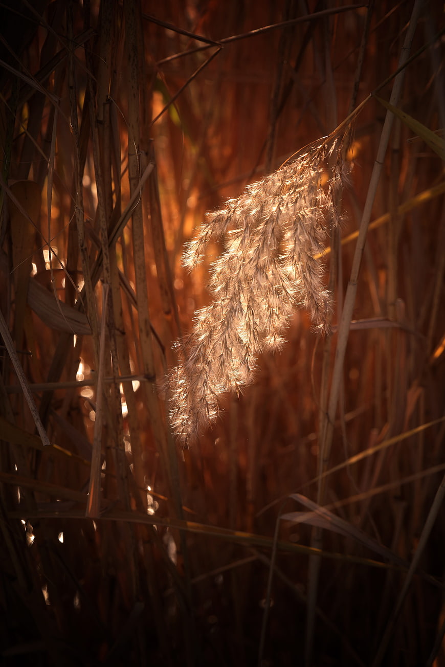 Golden Backlit Reed Plume in Autumn Grass