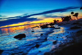 Low angle beach sunset with city lights and palm trees