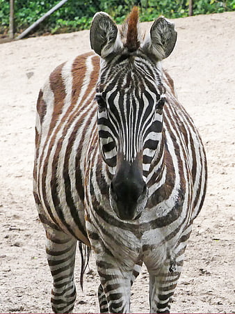 Close-up portrait of a zebra standing in a sandy enclosure