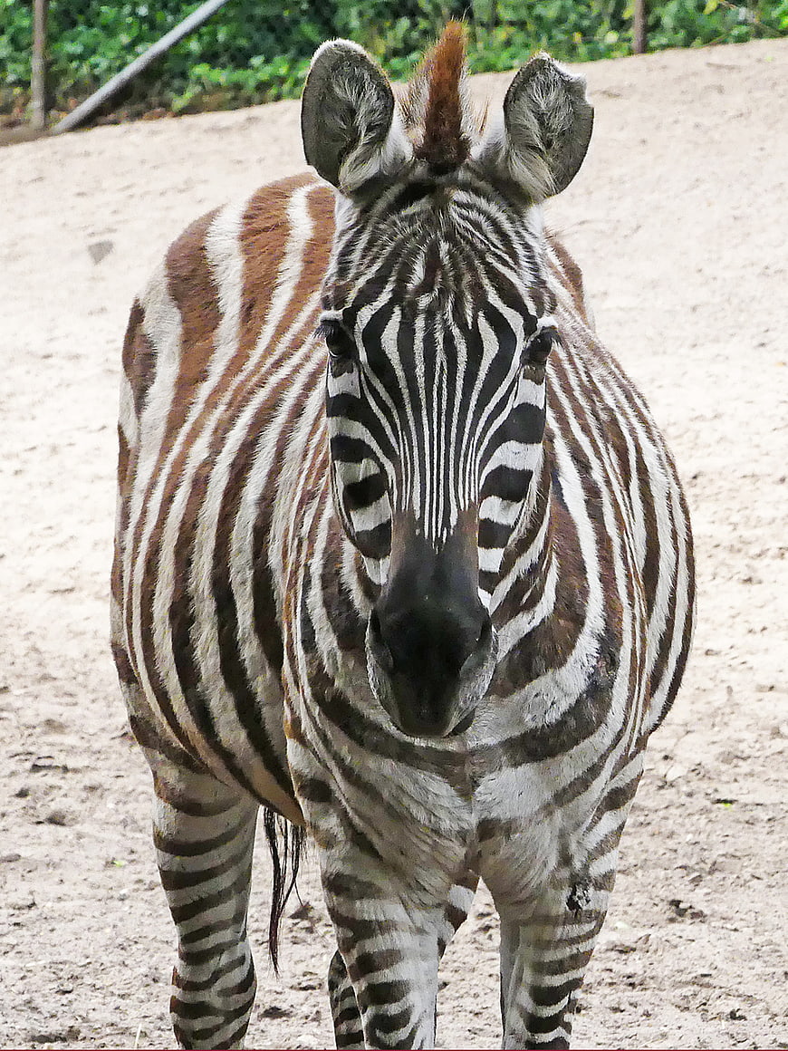 Close-up portrait of a zebra standing in a sandy enclosure