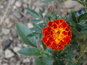 Vibrant Red and Orange Marigold Flower Close-Up
