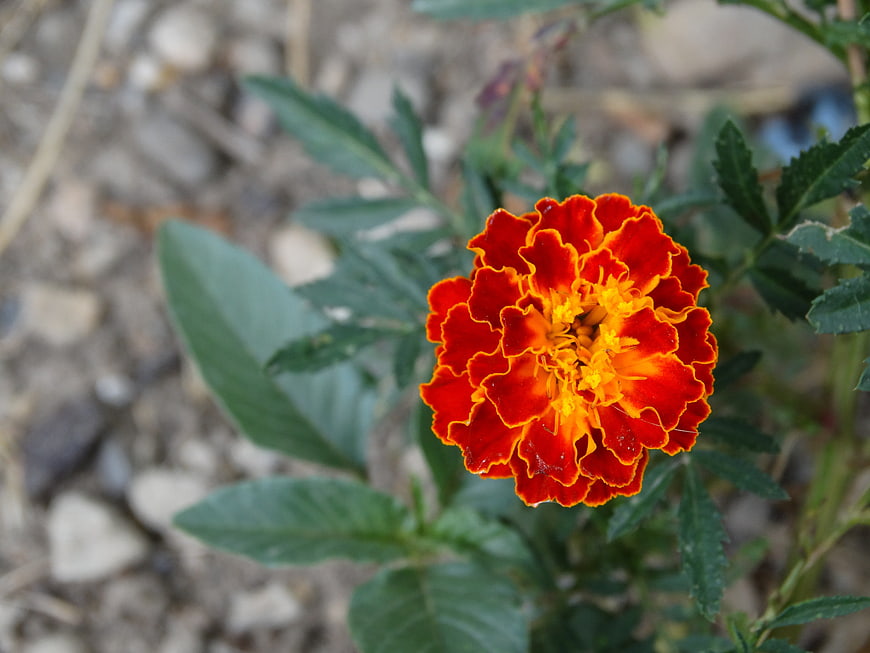Vibrant Red and Orange Marigold Flower Close-Up