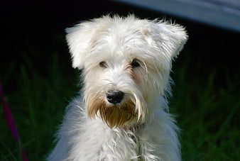 Cute white terrier dog portrait on green grass
