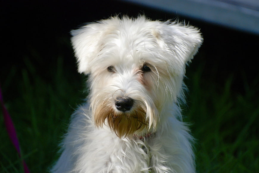 Cute white terrier dog portrait on green grass