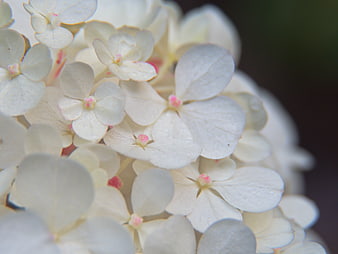 Close-up of delicate white hydrangea flowers with pink centers