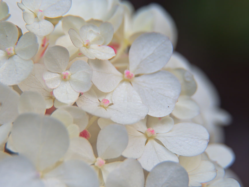 Close-up of delicate white hydrangea flowers with pink centers