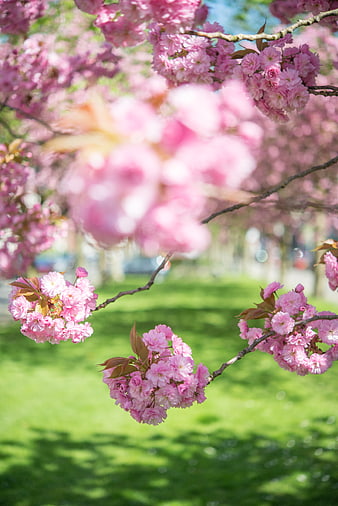 Pink cherry blossoms on branches with green grass background