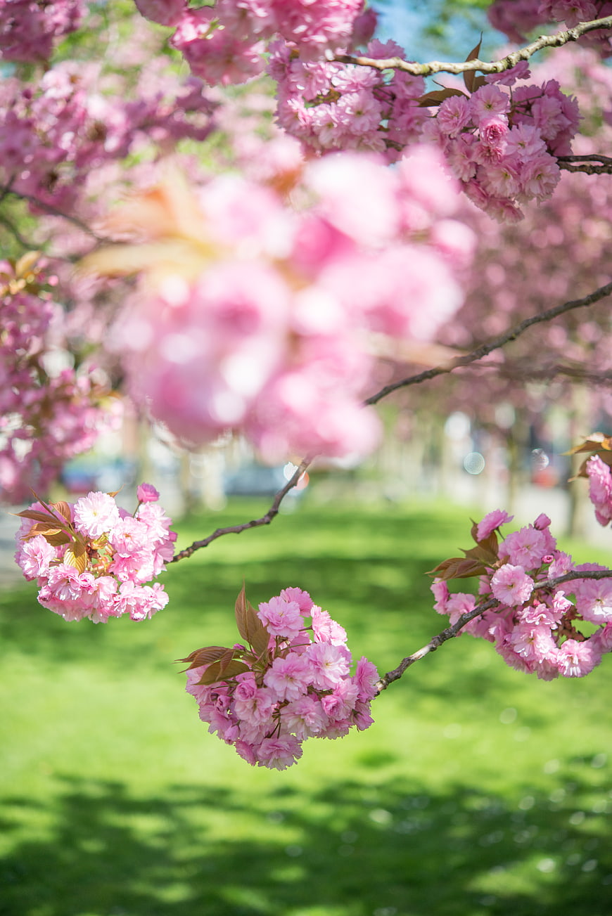 Pink cherry blossoms on branches with green grass background